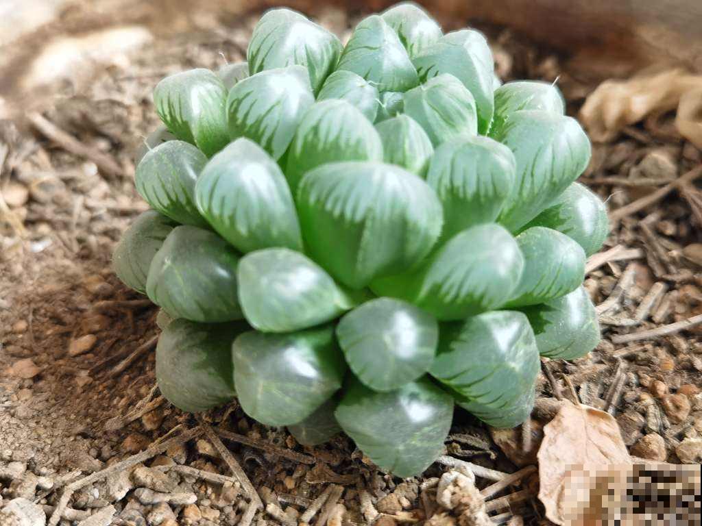 多肉这么养,才能养的白白胖胖,10年不烂根 多肉这么养,才能养的白白胖胖,10年不烂根