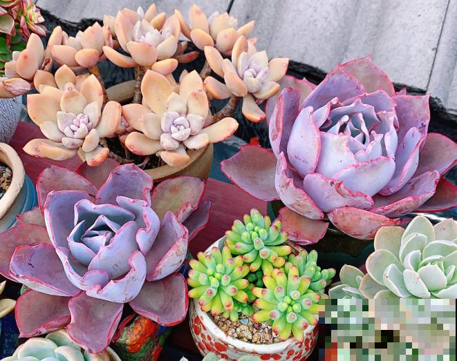 最适合各个地方养的花，快看你的家乡，适合养哪些花！