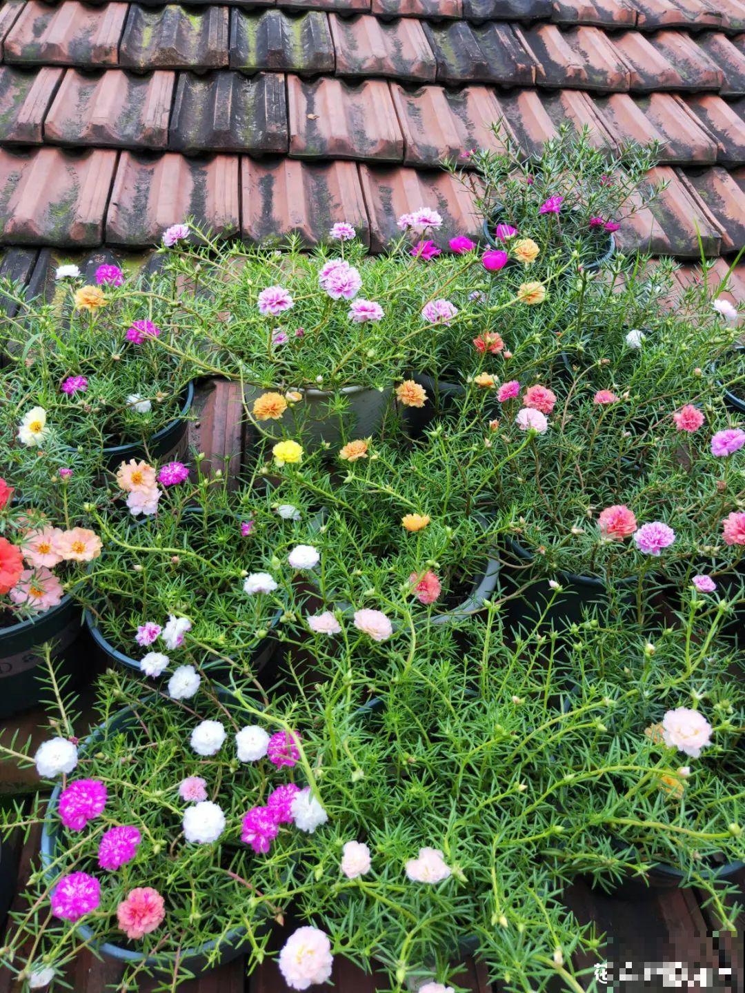 她在屋檐上养花，每天爬上爬下，乐在其中！