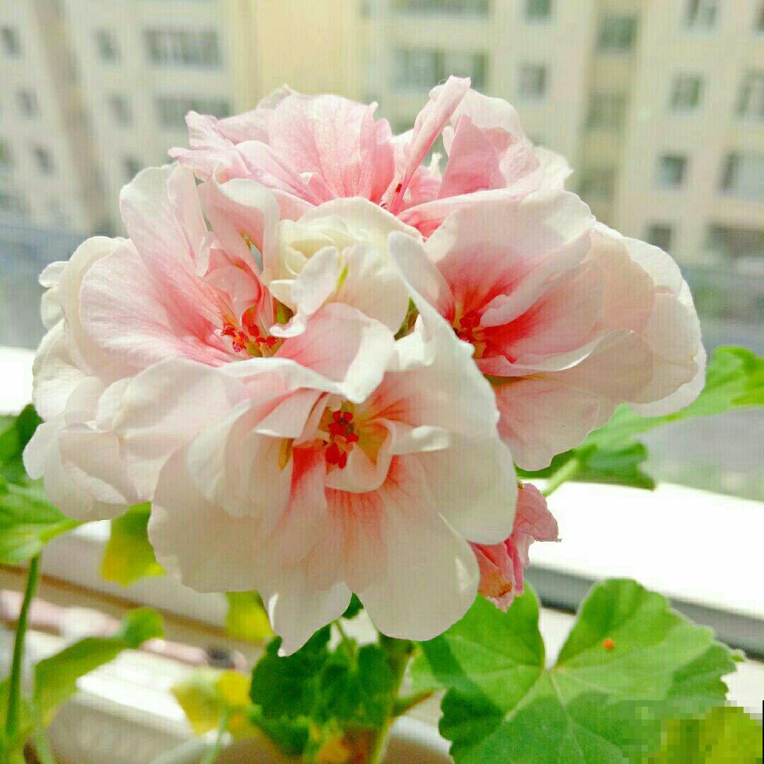 6种花,重瓣比单瓣好看多了,你见过几种? 6种花,重瓣比单瓣好看多了,你见过几种?