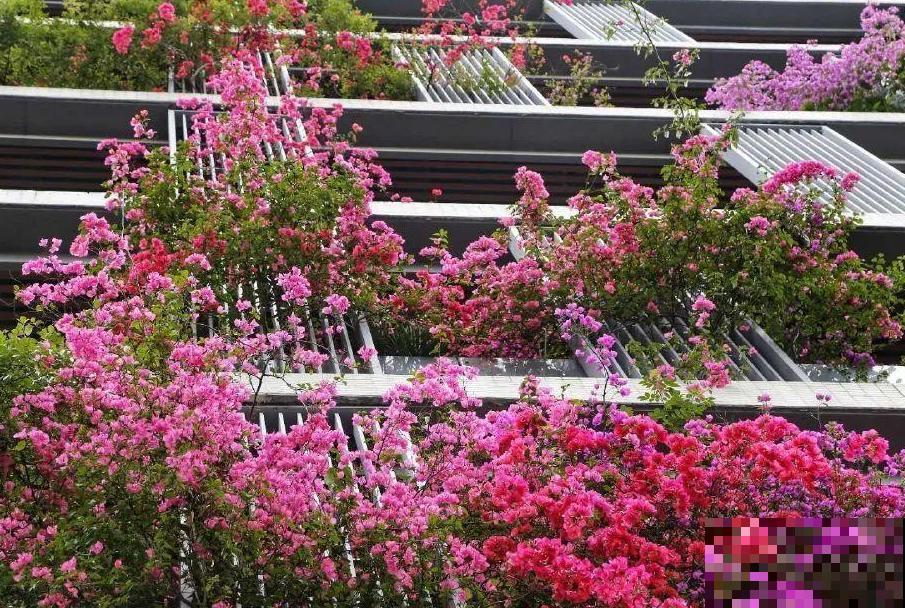 小区楼房被绿植全包围,像个森林一样,你想住进去吗? 小区楼房被绿植全包围,像个森林一样,你想住进去吗?