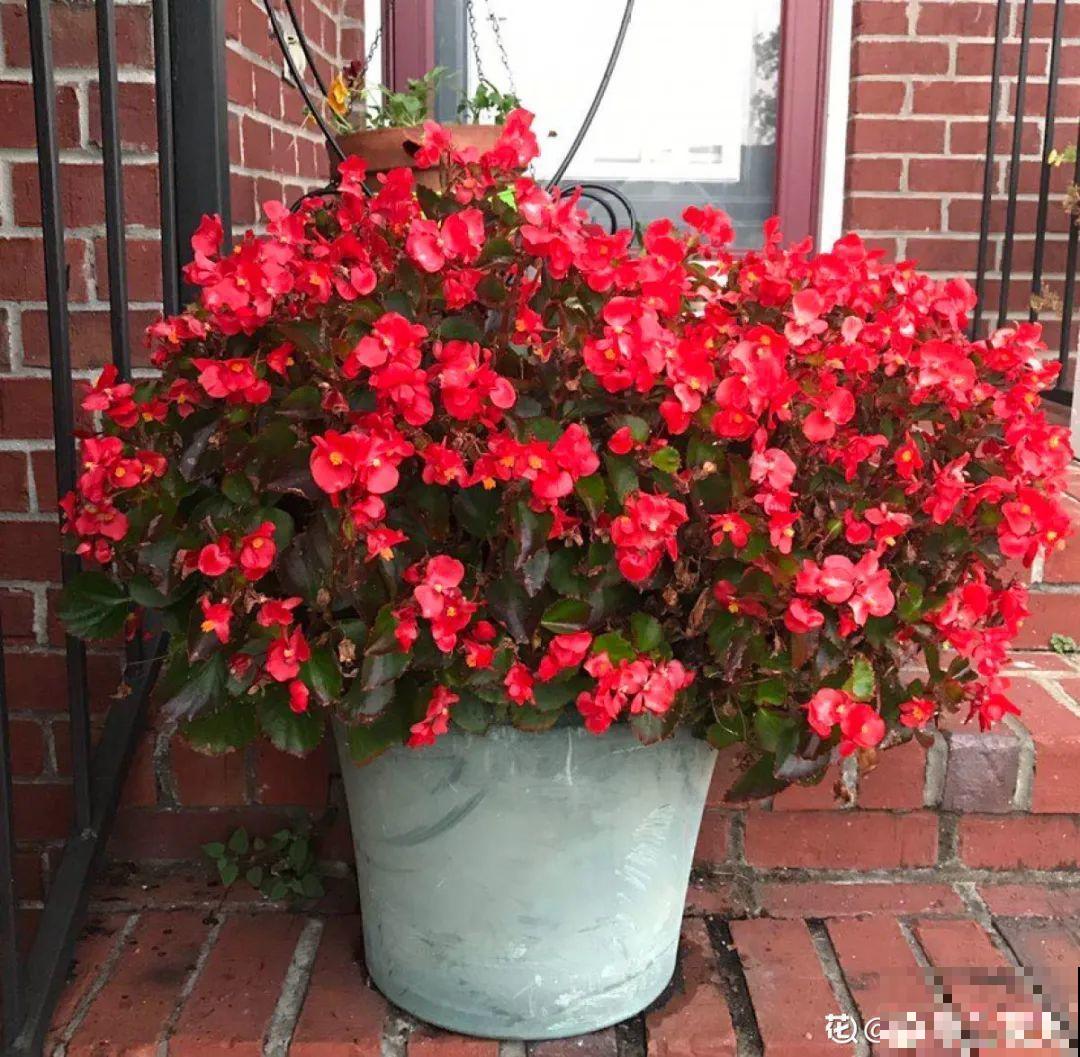 20种花秋天浇水避坑指南,现在就注意,来年长更好! 20种花秋天浇水避坑指南,现在就注意,来年长更好!