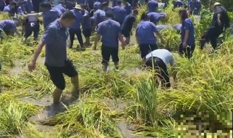 重庆一家企业,楼顶用来种菜养花,佩服! 重庆一家企业,楼顶用来种菜养花,佩服!
