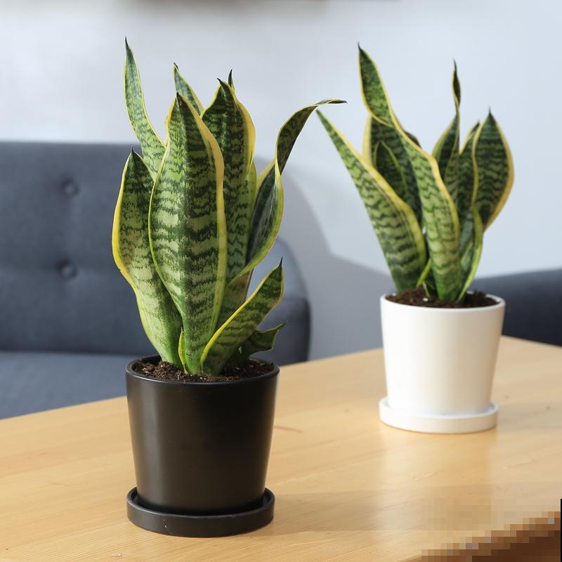 这花拔起来没有根,赶紧换盆,不然活不过俩月! 这花拔起来没有根,赶紧换盆,不然活不过俩月!