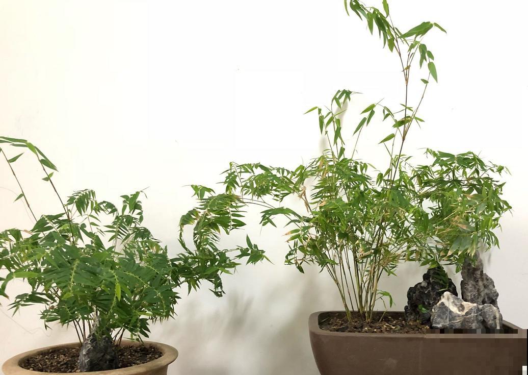 这5种绿植,长得实在太像了,一不小心就买到假货! 这5种绿植,长得实在太像了,一不小心就买到假货!