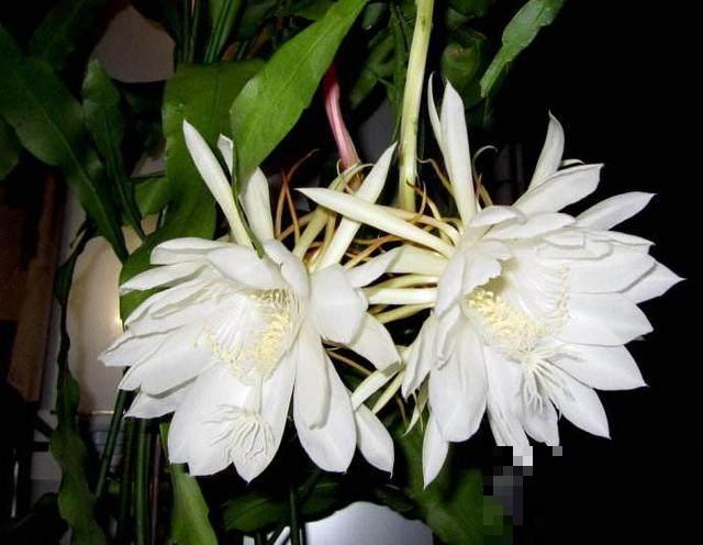 昙花也能白天开？关小黑屋就行，特别简单！