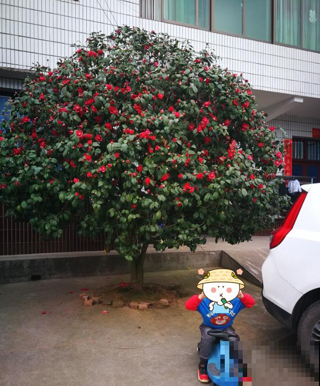 40年的大茶花，开花像荔枝果盘，红红火火真吉祥！