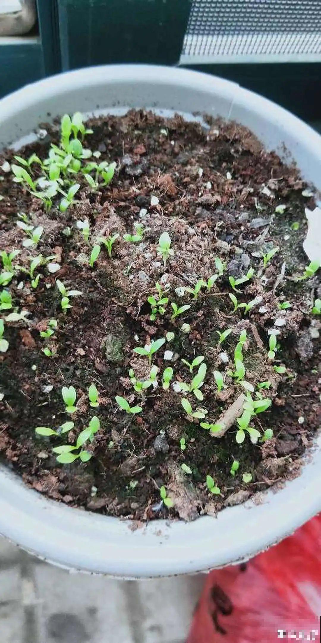 5种花，只能秋天播种，苗壮开花多！