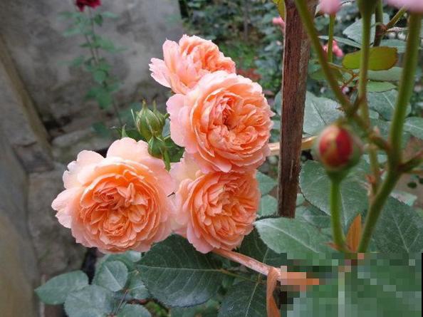 10种月季枝条太软，大家都说垂头，结果吊起来养超惊艳！