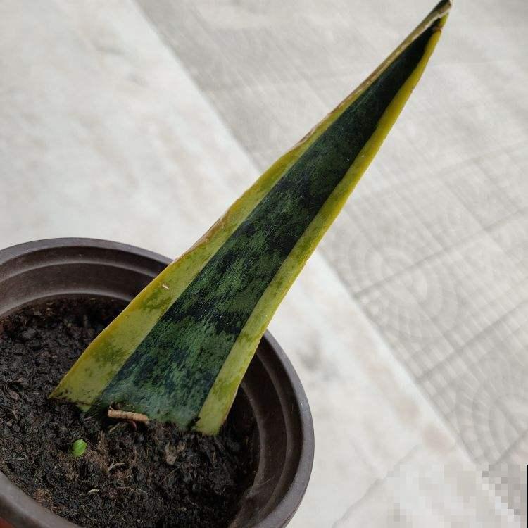 塑料袋可是养花好东西，拿来套花盆，花长得更加油亮