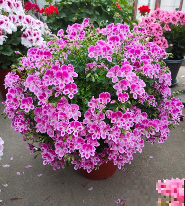 天竺葵最美的20个品种,不养一盆,对不起自己! 天竺葵最美的20个品种,不养一盆,对不起自己!