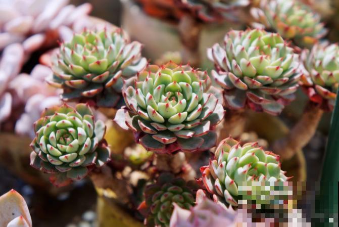 多肉叶插方法详解,一片叶子,就能让你变大户! 多肉叶插方法详解,一片叶子,就能让你变大户!