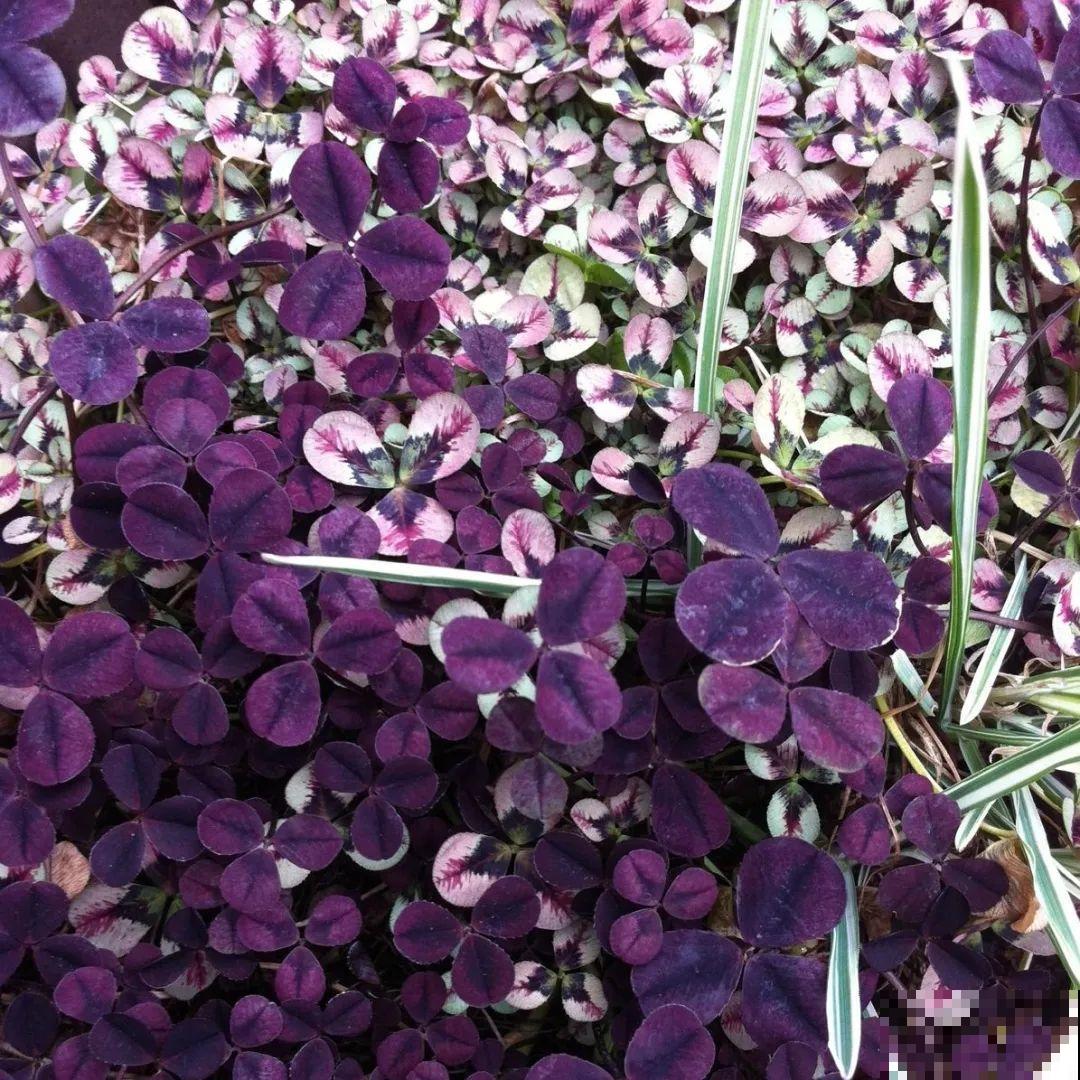 这花被人工培育了,叶子变异后,可以这么美! 这花被人工培育了,叶子变异后,可以这么美!