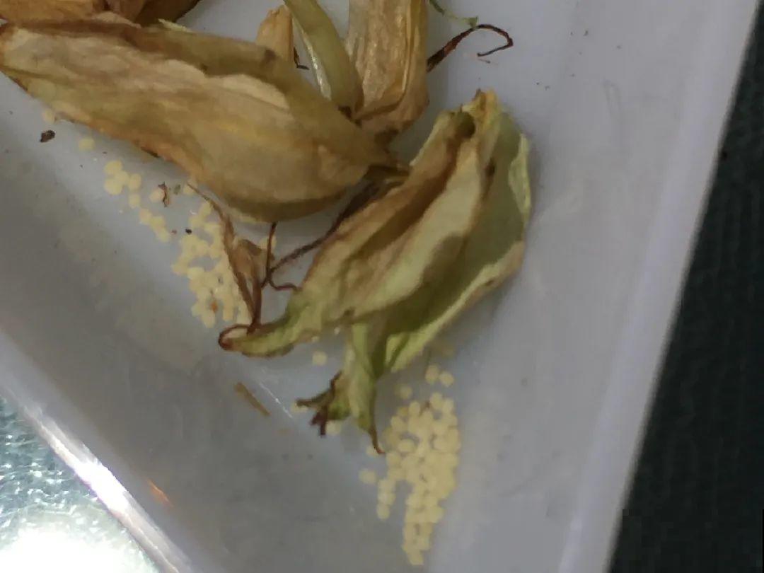 一次性的花，秋天开完就扔了，别浪费时间！