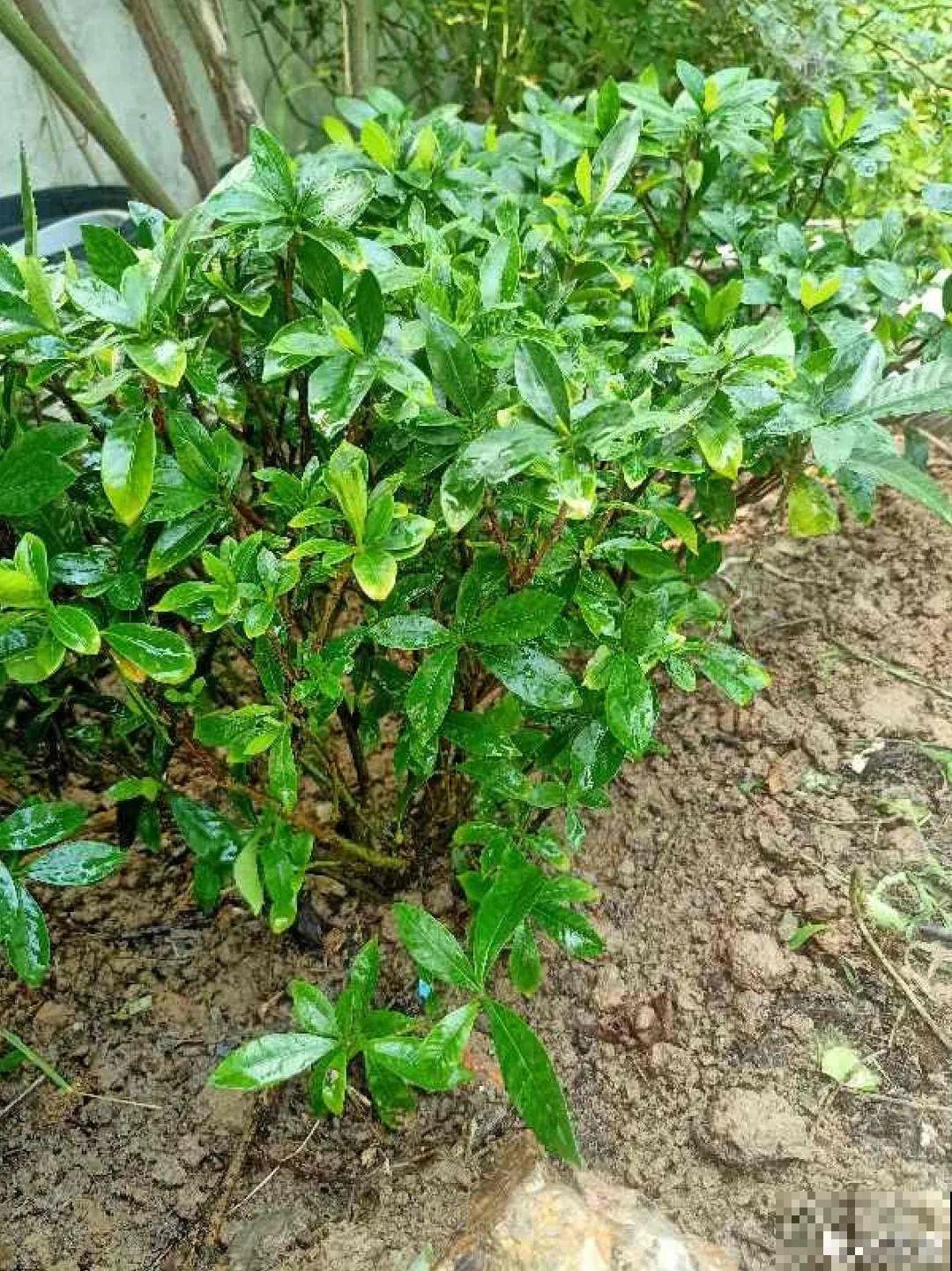 路边也能捡到“宝”,回家养一养,开成宝贝花! 路边也能捡到“宝”,回家养一养,开成宝贝花!