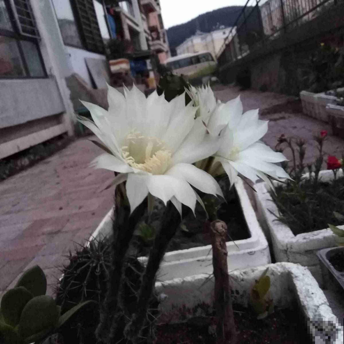 无肉不欢？这4种植物比你还爱吃肉，再加点酒长得更欢！