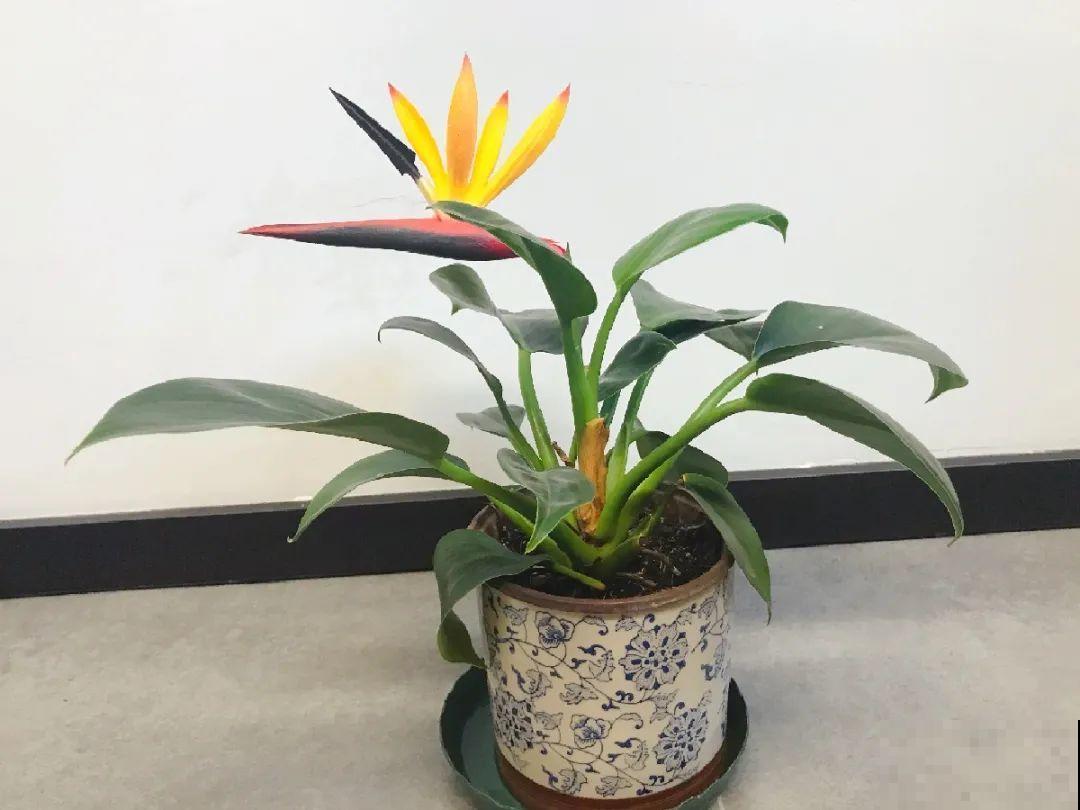 龟背竹是“吸废气”高手，家里放一盆，门窗紧闭也能空气清新！