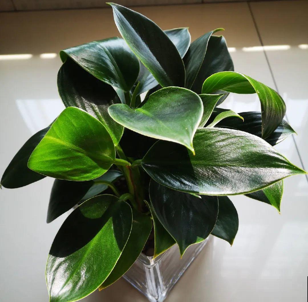 龟背竹是“吸废气”高手，家里放一盆，门窗紧闭也能空气清新！