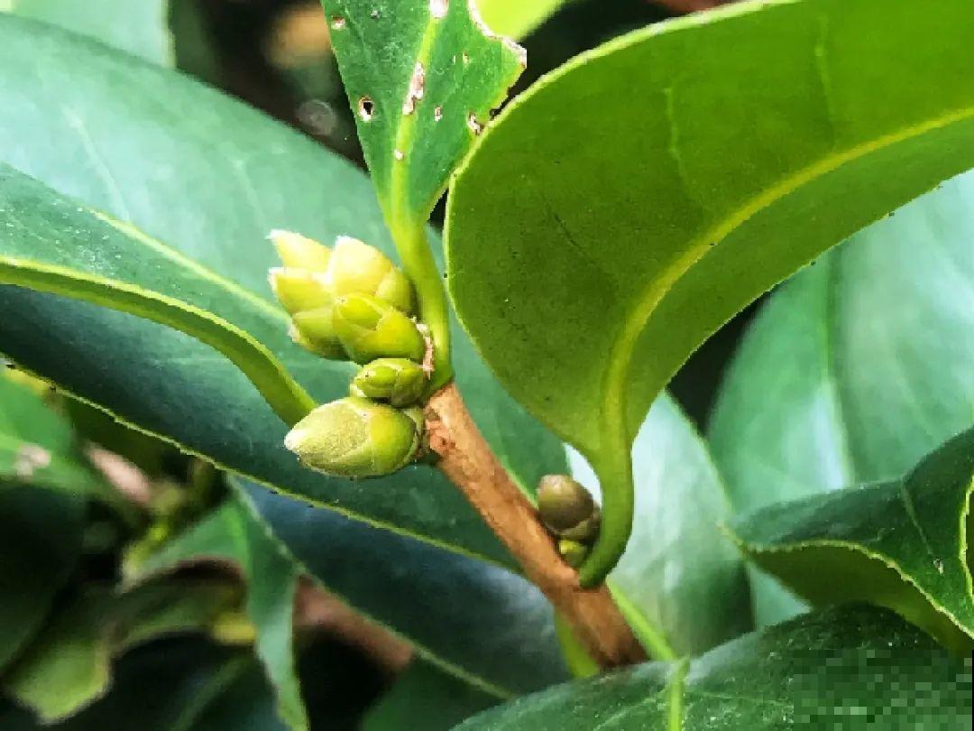 这种花苞要摘掉，不然全都开不了，花还会死！