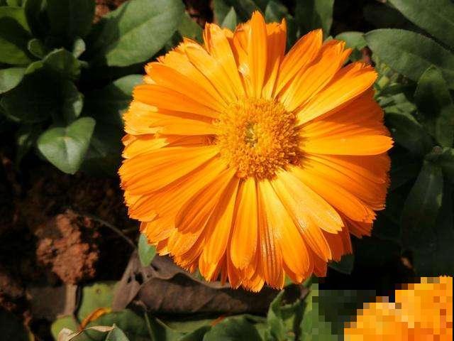 5种花现在要播种，小苗长得欢腾，明年春天就爆花