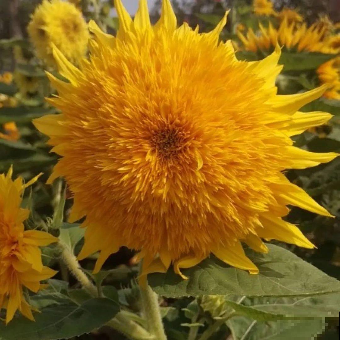 看图猜花名，100道题，测你的养花天分！