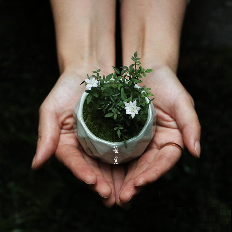 花盆越大越好看？错了，小盆种花美到窒息！