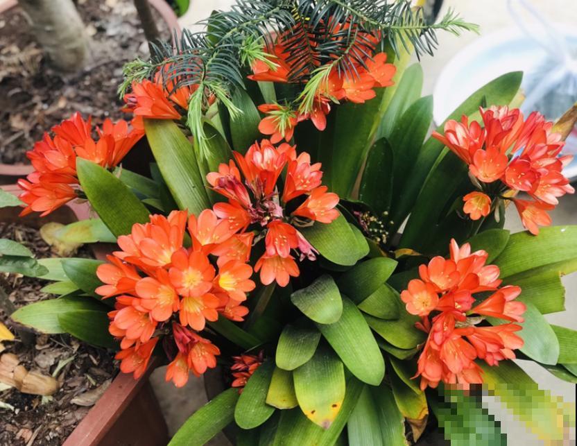 君子兰3大养护难题,一次性给你解决,今年准时开花! 君子兰3大养护难题,一次性给你解决,今年准时开花!