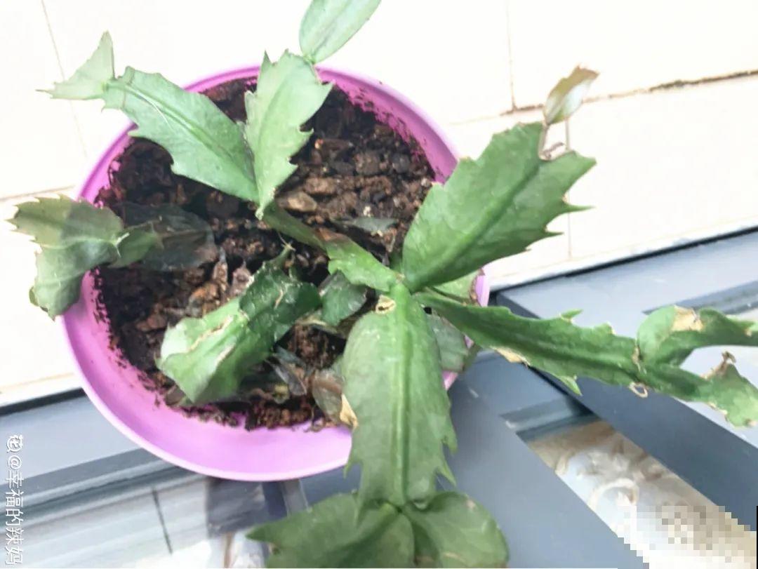 秋老虎来了，9种花进入“死期”，切莫大意！