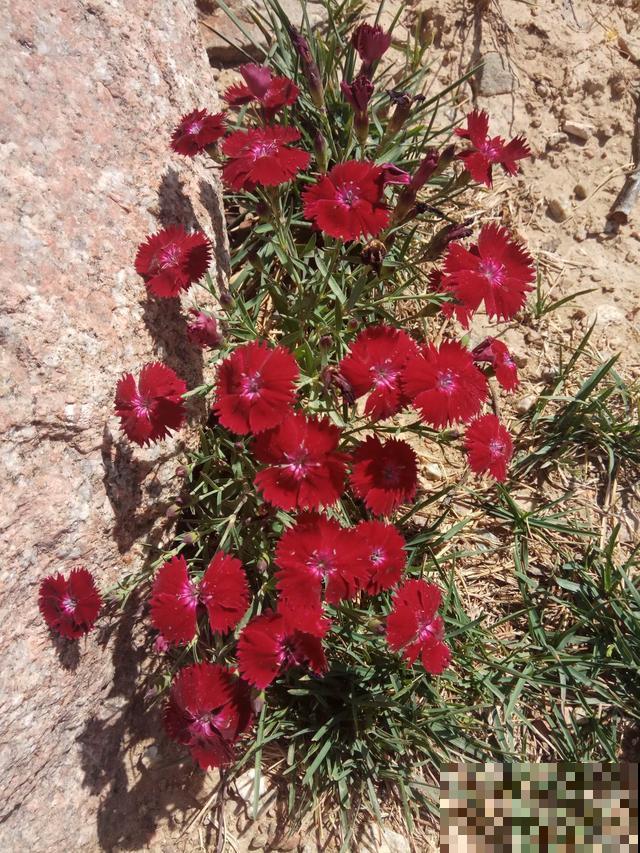 石竹好看还好养,连续开花5个月,秋天错过太可惜 石竹好看还好养,连续开花5个月,秋天错过太可惜