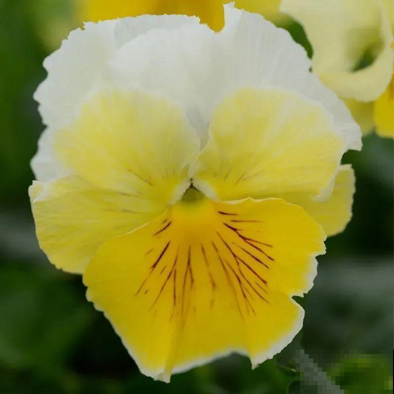 三色堇简直是开花机器,一盆能开3个色,阳台开出花彩虹! 三色堇简直是开花机器,一盆能开3个色,阳台开出花彩虹!