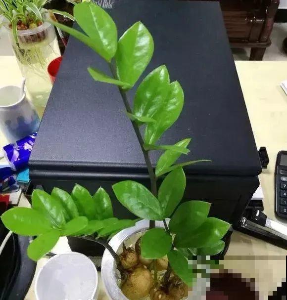 龟背竹长出长鞭子，连着茎一块砍下来，种土里就能活