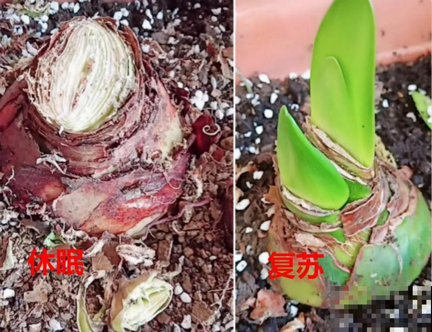 为什么朱顶红要休眠?因为不休眠,很可能不开花! 为什么朱顶红要休眠?因为不休眠,很可能不开花!