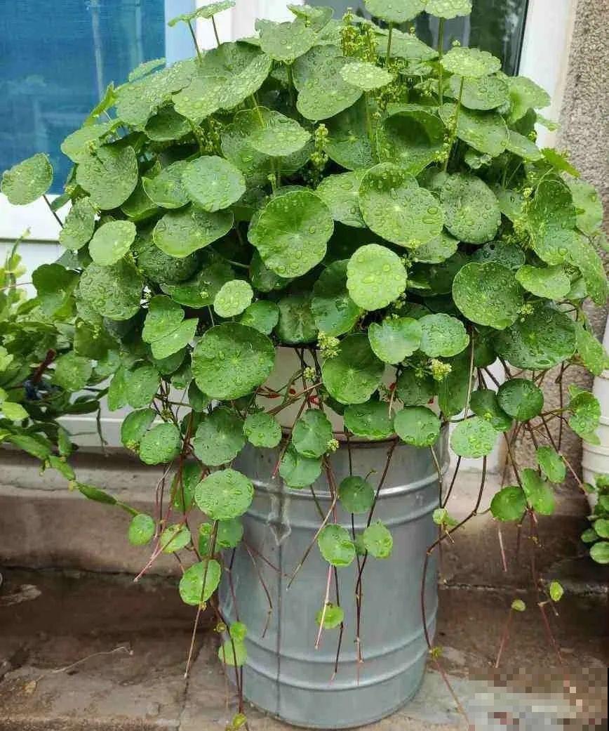 龟背竹长出长鞭子，连着茎一块砍下来，种土里就能活