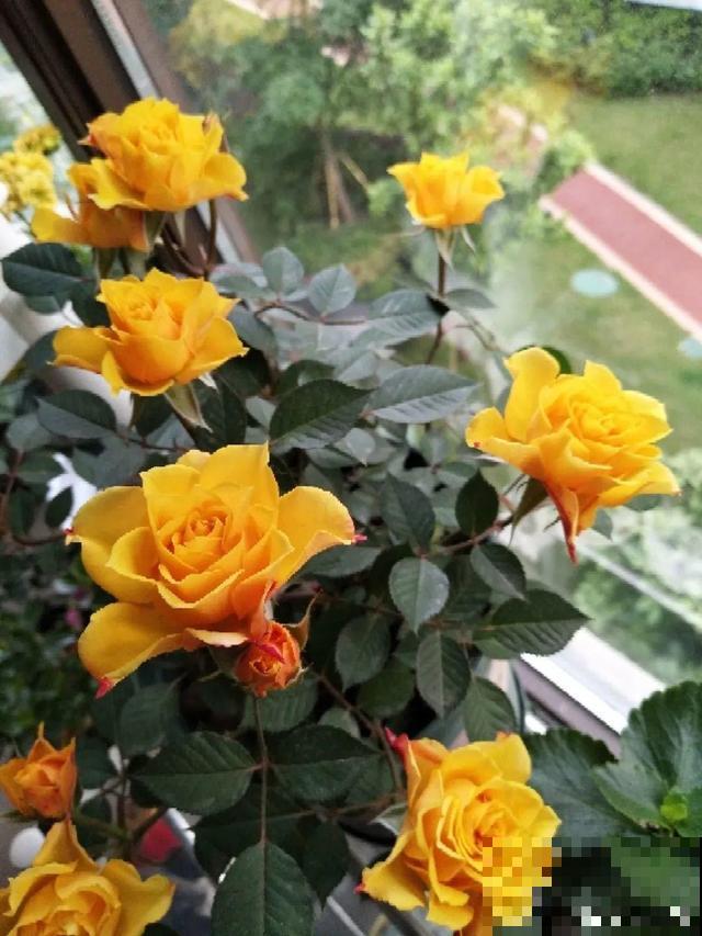 20种花秋天浇水避坑指南,现在就注意,来年长更好! 20种花秋天浇水避坑指南,现在就注意,来年长更好!