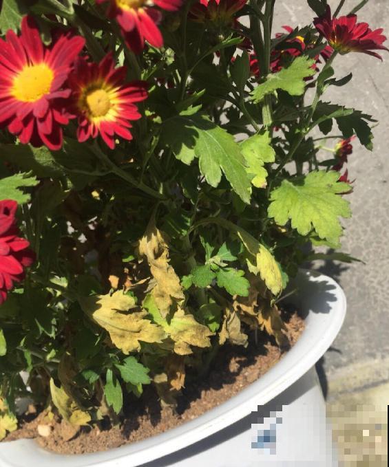 小巧霸气的女王菊，品种众多，养在阳台特美！