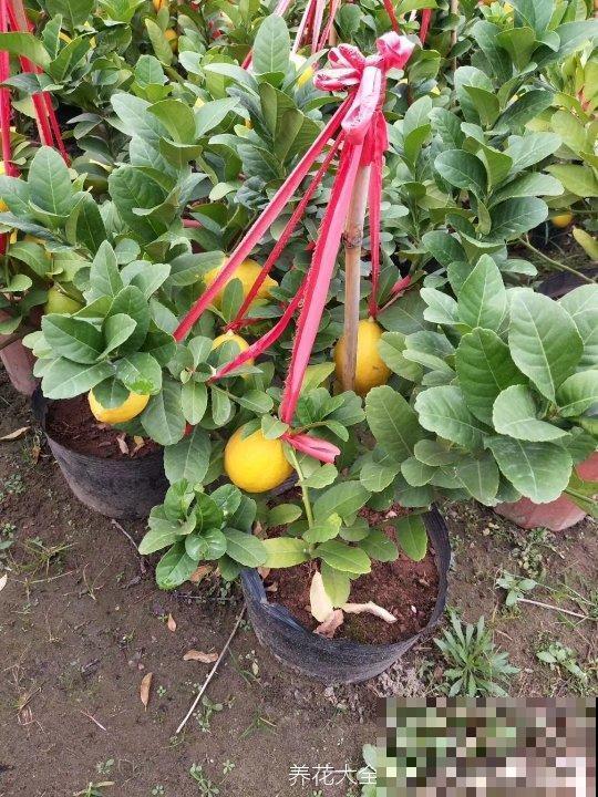 盆栽柠檬总发蔫儿？教你5招，叶子绿油油，果儿满枝头！