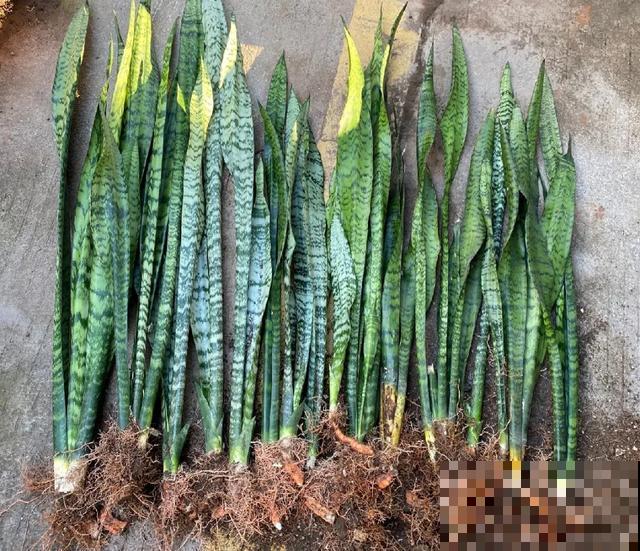 8种花换盆,换好了生一堆,换错立马死! 8种花换盆,换好了生一堆,换错立马死!