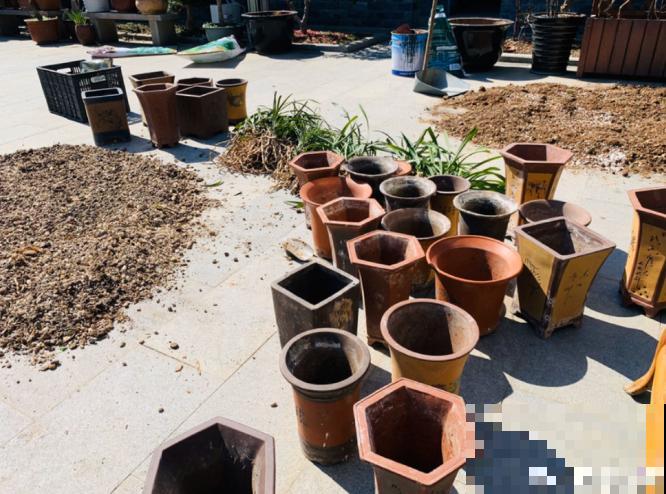 生活在于折腾,养花就是无休止的折腾,并且乐此不疲! 生活在于折腾,养花就是无休止的折腾,并且乐此不疲!