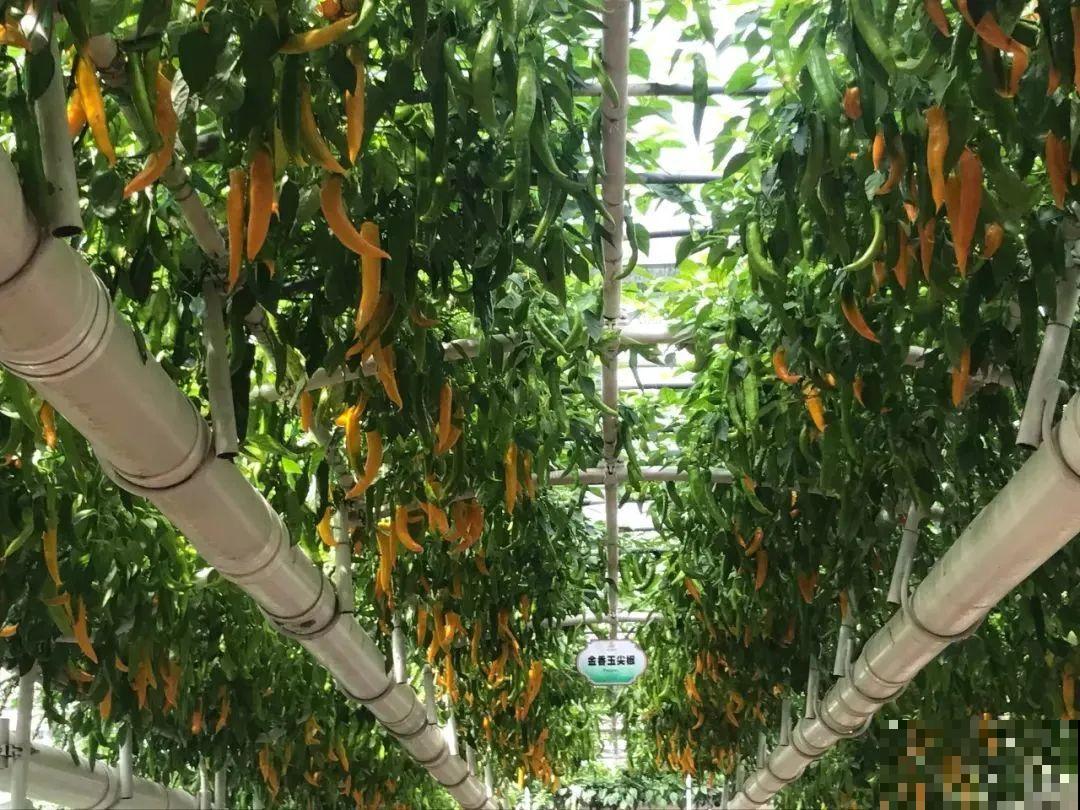 农村大姐，种出1.5米大冬瓜，我看谁还敢说矮！