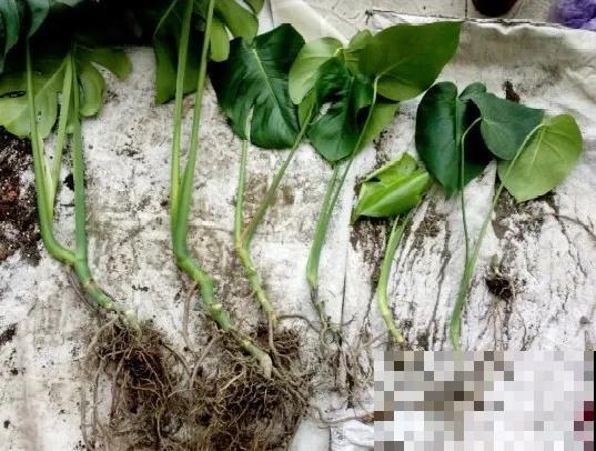 8种花换盆,换好了生一堆,换错立马死! 8种花换盆,换好了生一堆,换错立马死!