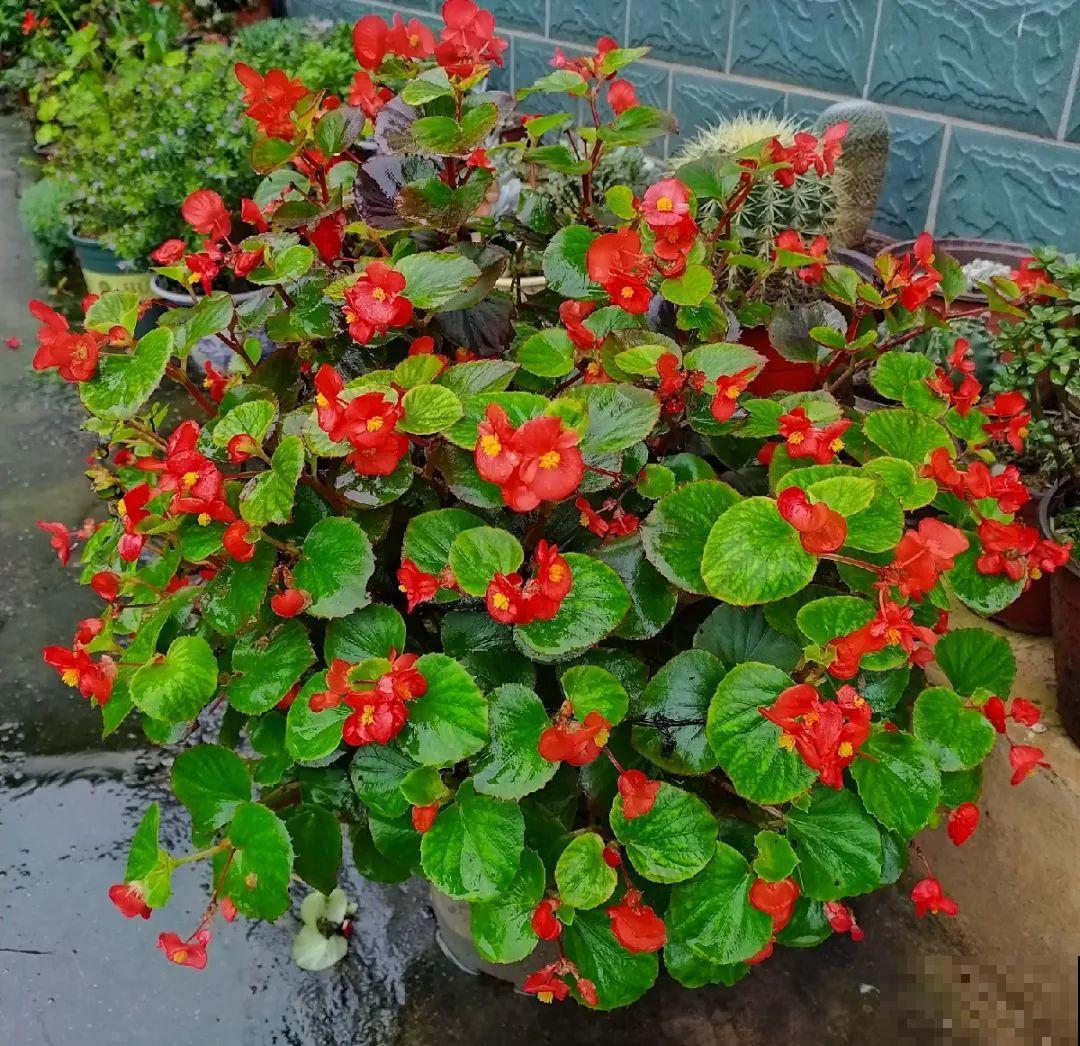 9月后就养这些花,比绿萝好养,疯狂开花到明年! 9月后就养这些花,比绿萝好养,疯狂开花到明年!