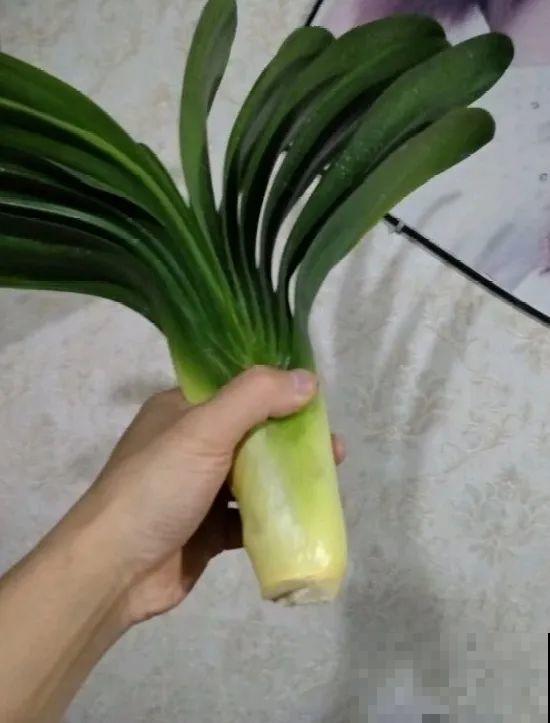 这花拔起来没有根,赶紧换盆,不然活不过俩月! 这花拔起来没有根,赶紧换盆,不然活不过俩月!