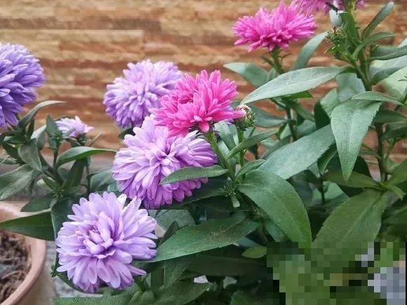 秋天必养的花，开花多气质好，关键还好养！