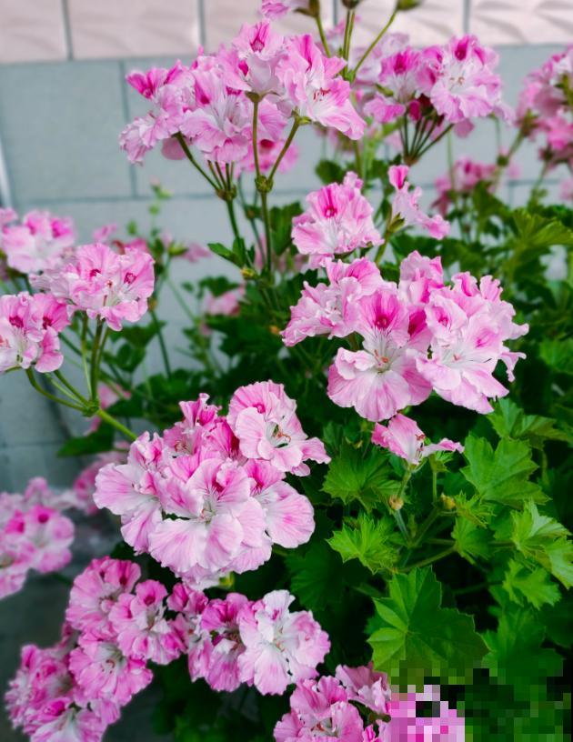 天竺葵最美的20个品种,不养一盆,对不起自己! 天竺葵最美的20个品种,不养一盆,对不起自己!