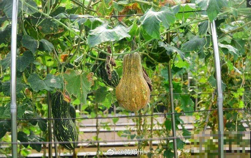 重庆一家企业,楼顶用来种菜养花,佩服! 重庆一家企业,楼顶用来种菜养花,佩服!