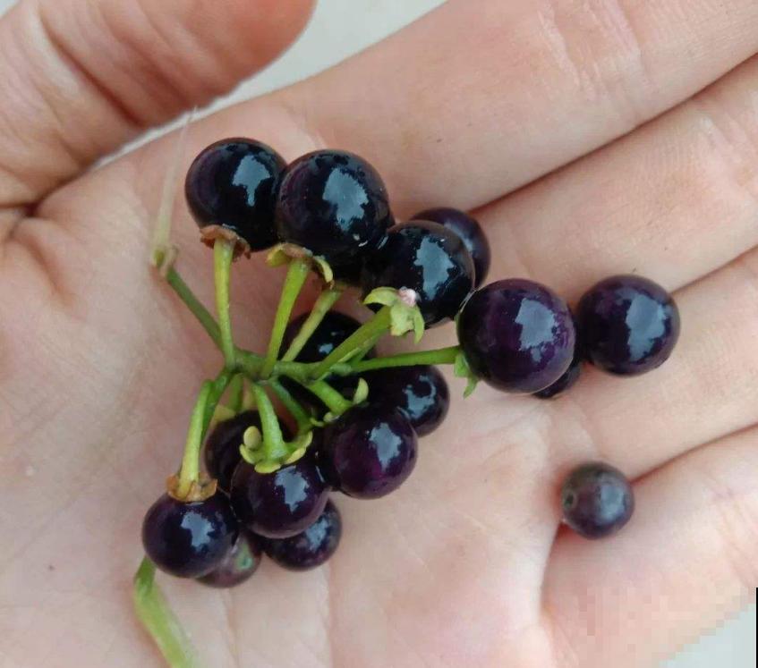 龙葵在家也能种,果子一批接一批长,赚大了! 龙葵在家也能种,果子一批接一批长,赚大了!