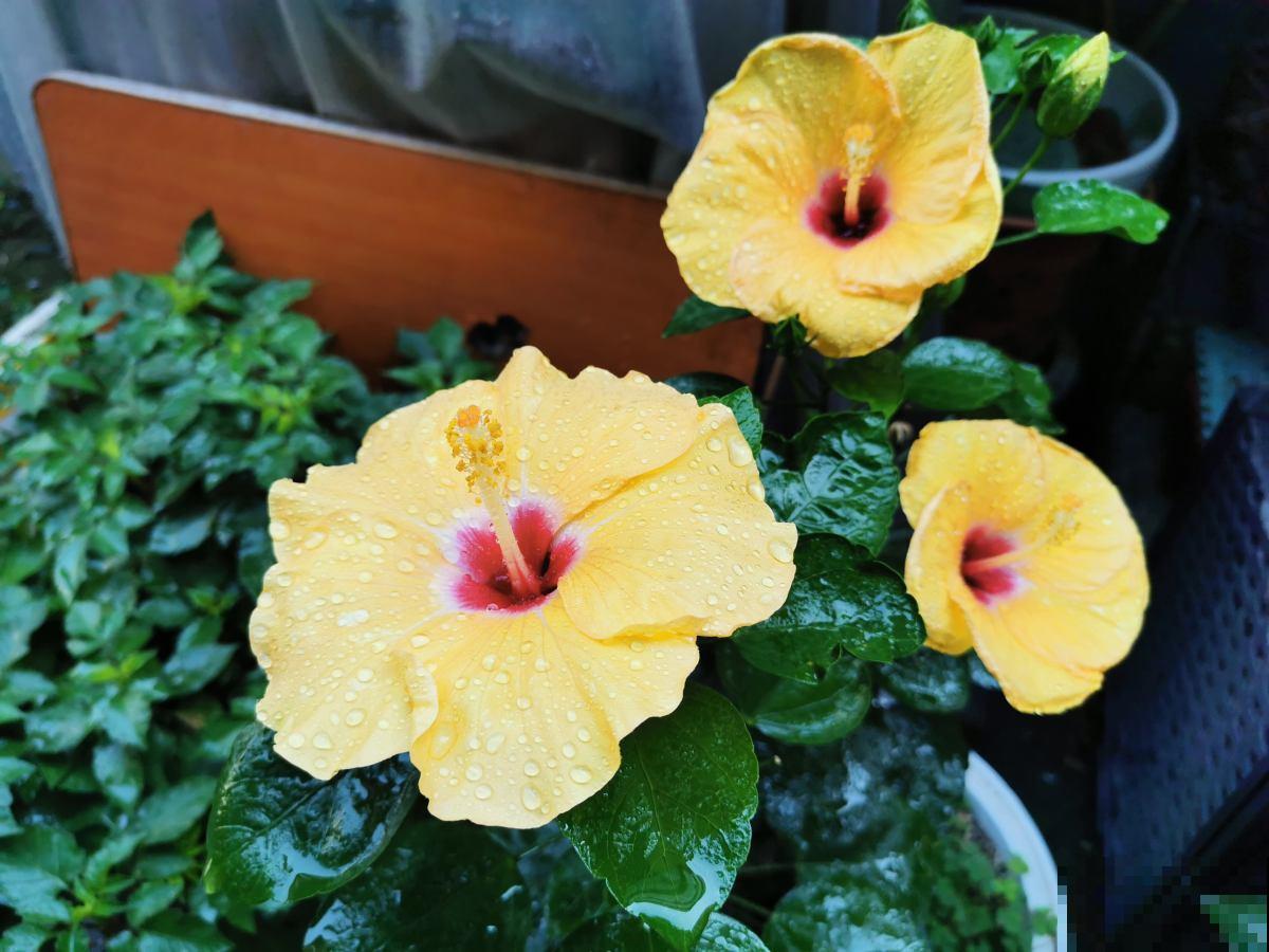 木槿花养不好?看这里,简单5点,满枝都是大花朵! 木槿花养不好?看这里,简单5点,满枝都是大花朵!