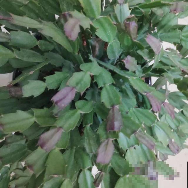 20种花,天凉了赶紧剪,来年开花有多又艳! 20种花,天凉了赶紧剪,来年开花有多又艳!