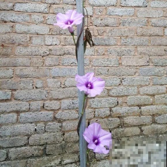 养花界的小强,用脚踩都死不了,根本不敢种院里! 养花界的小强,用脚踩都死不了,根本不敢种院里!