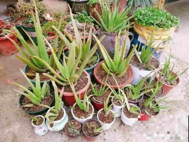 你扔的花,我捡回家,半个月起死回生! 你扔的花,我捡回家,半个月起死回生!